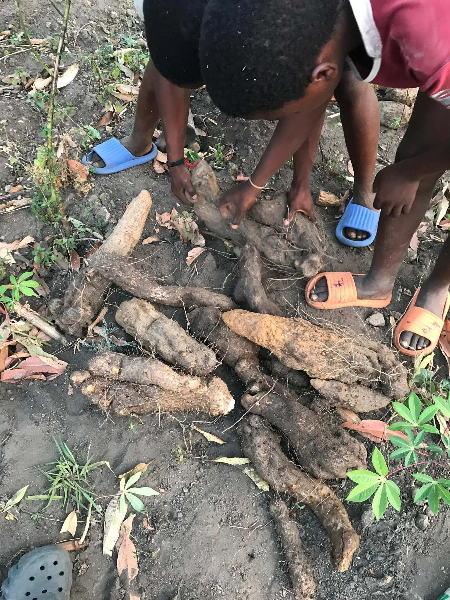 Young people harvesting yams