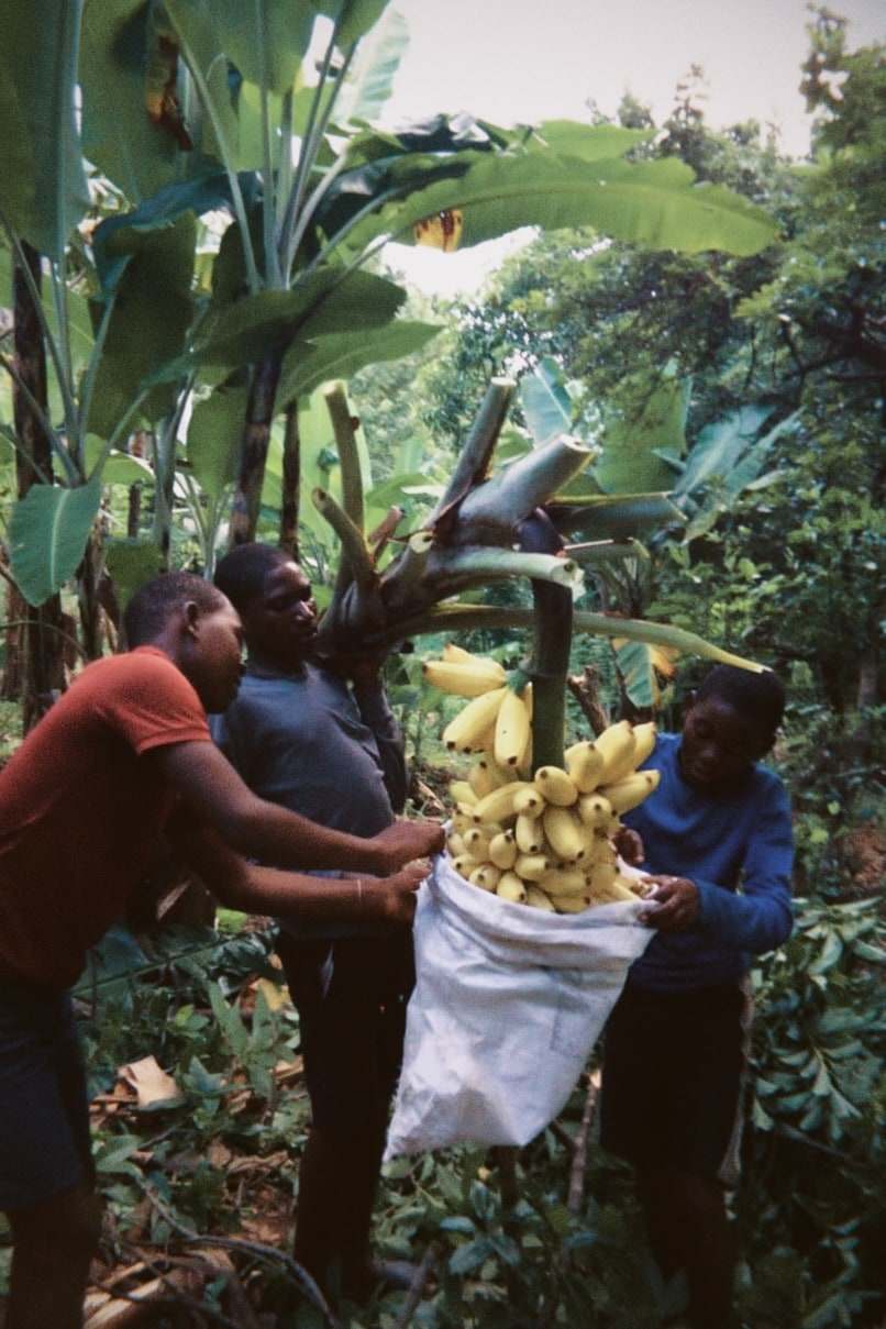 Three young people harvest a bunch of bananas and put it into a sack in the banana grove