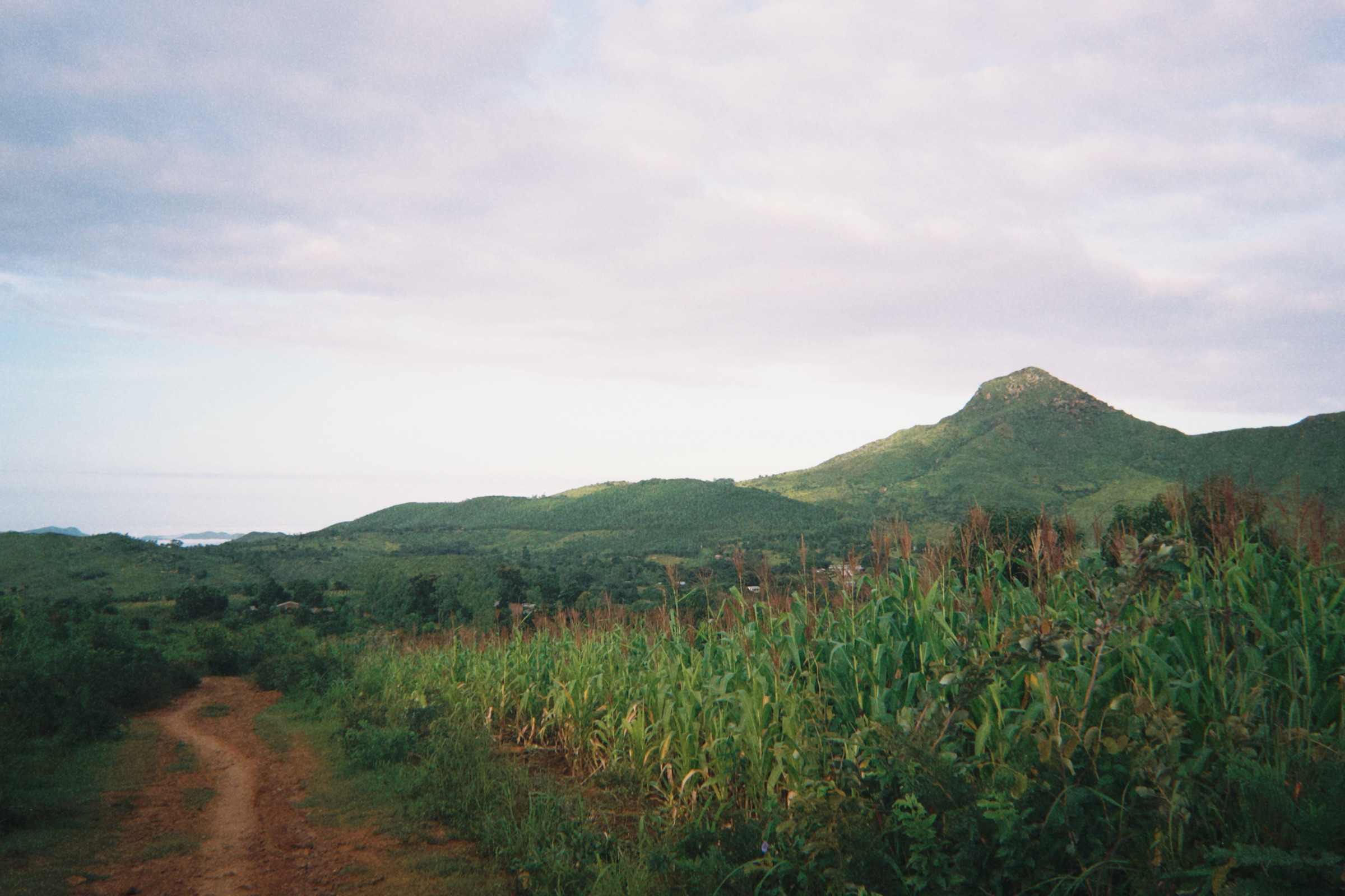 A dirt path beside a maize field, with hills in the background